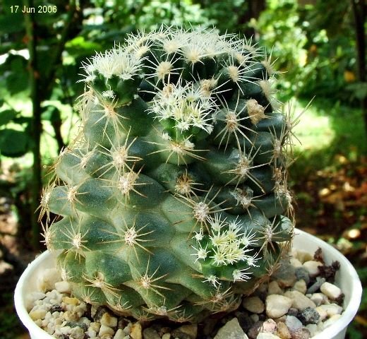 Pediocactus_ despainii _SB1014_ (ownroots)_ 01